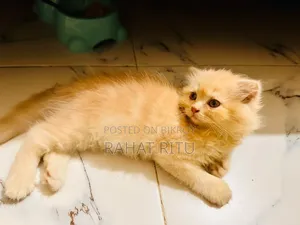 1-3 months Female Purebred Persian