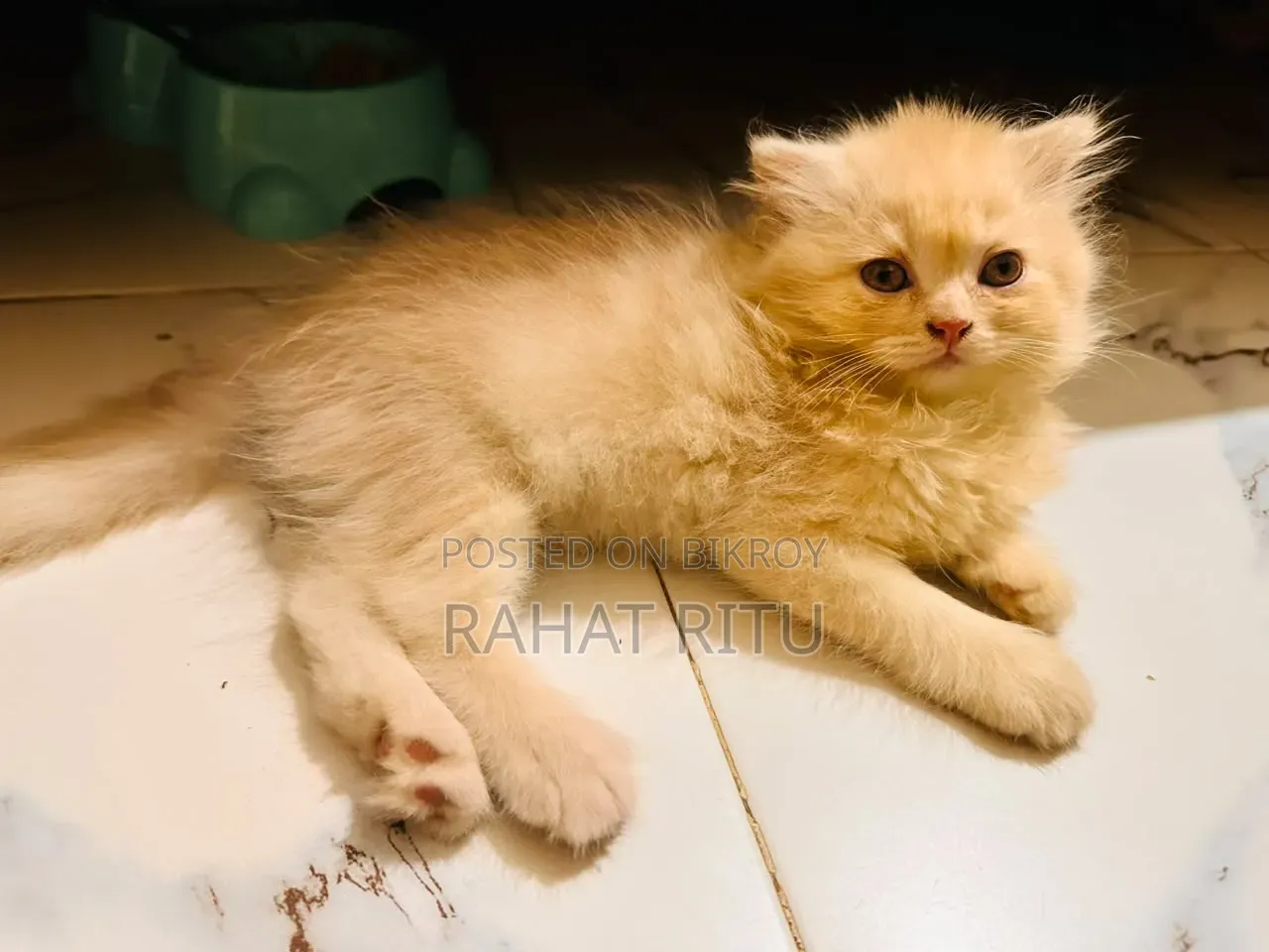 1-3 months Female Purebred Persian
