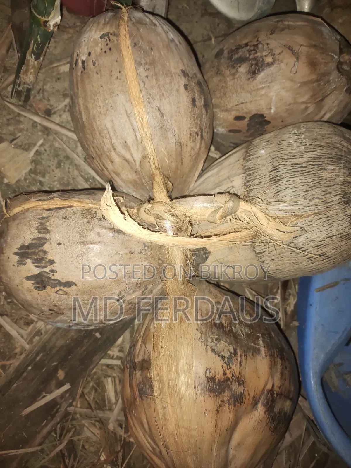 বড় সাইজের জুনা নারিকেল