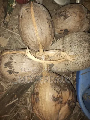 বড় সাইজের জুনা নারিকেল