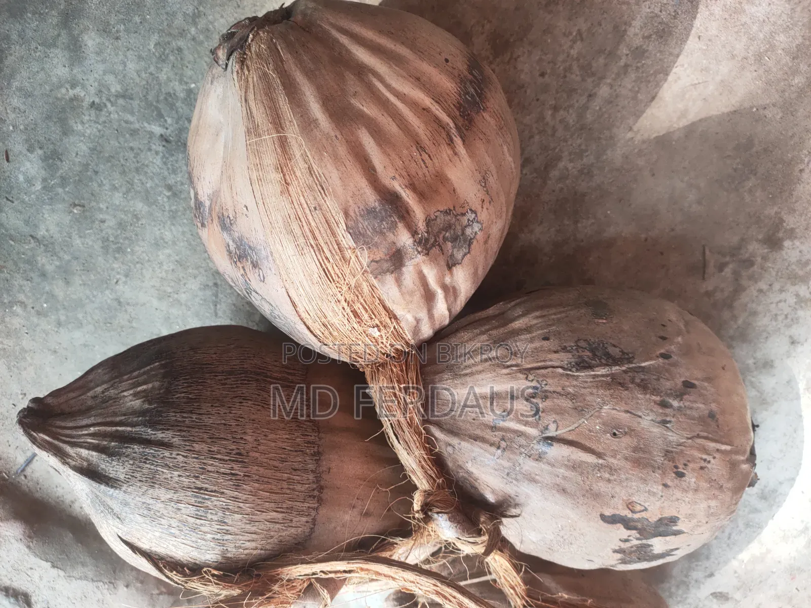 বড় সাইজের জুনা নারিকেল