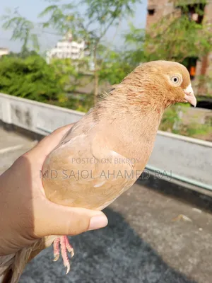 A female pigeon will be sold