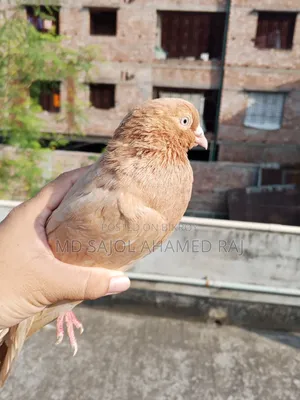 A female pigeon will be sold