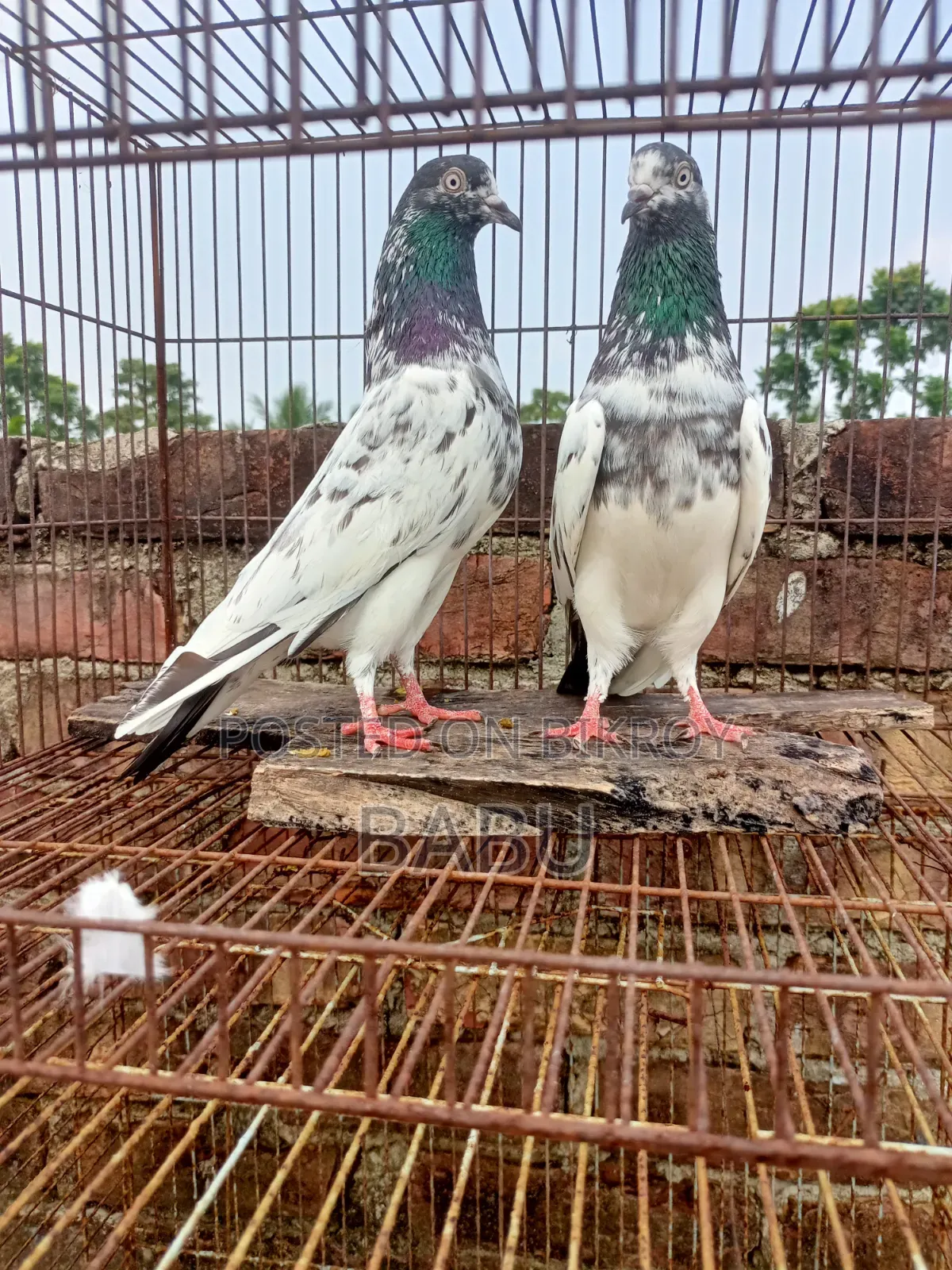 Teddy Pigeon
