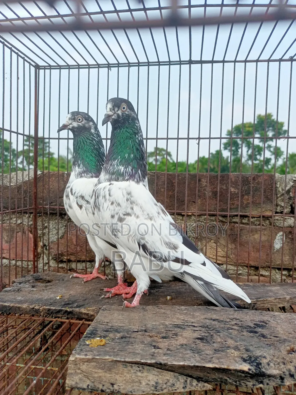 Teddy Pigeon
