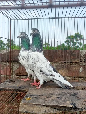 Teddy Pigeon