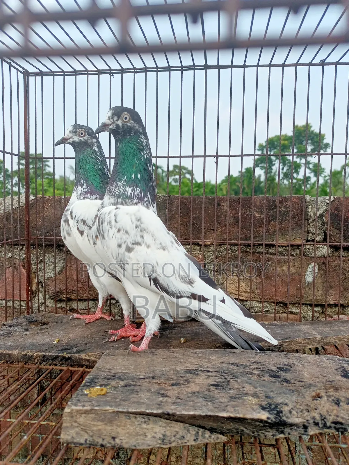 Teddy Pigeon