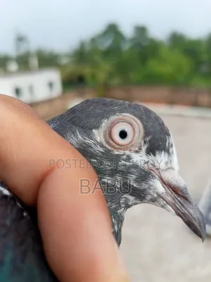 Teddy Pigeon