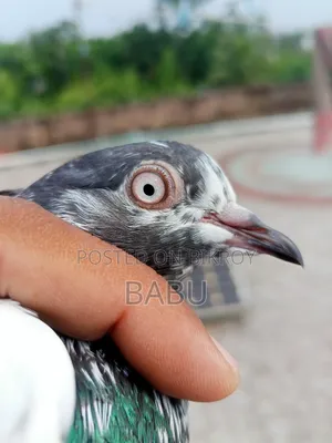 Teddy Pigeon