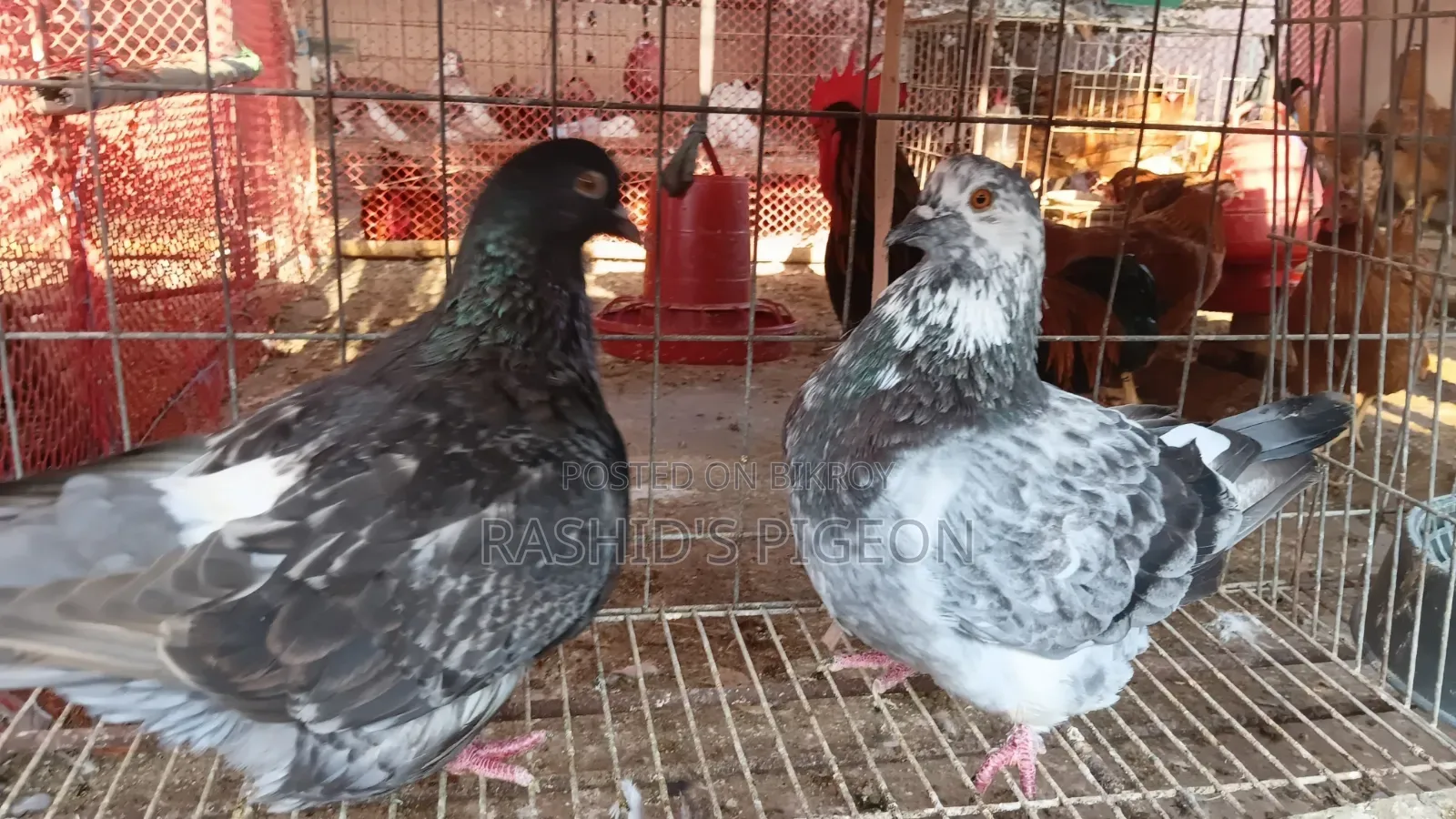 Mundian Pouter Pigeon Running Pair