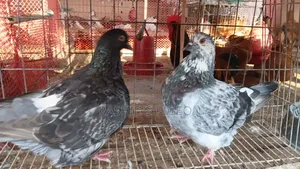 Mundian Pouter Pigeon Running Pair