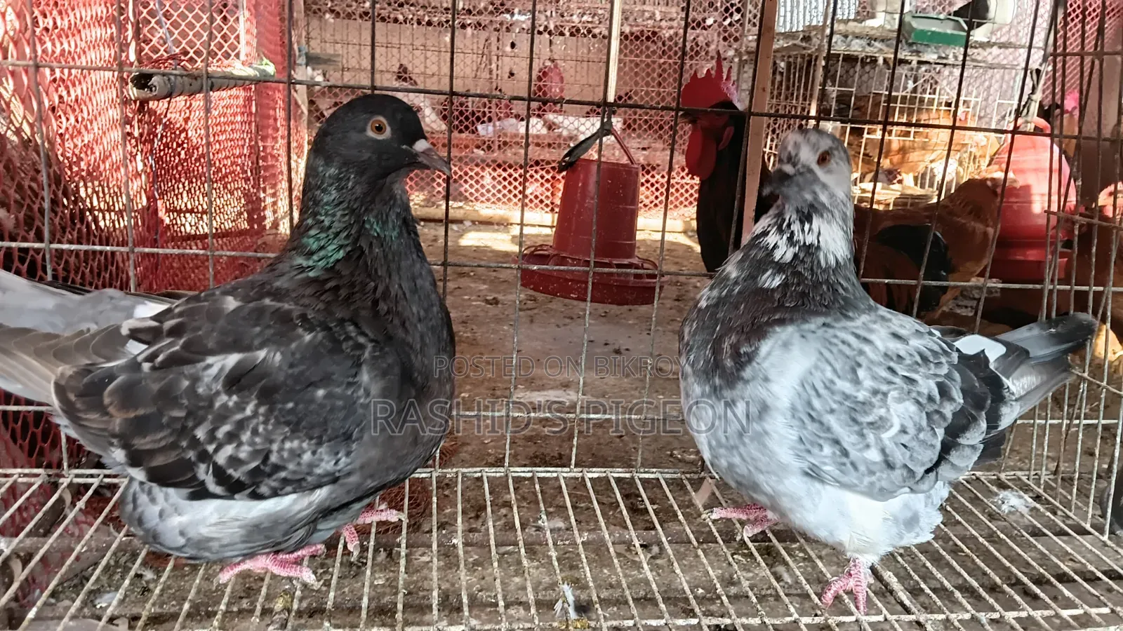 Mundian Pouter Pigeon Running Pair