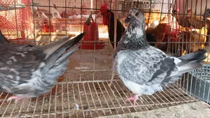 Mundian Pouter Pigeon Running Pair