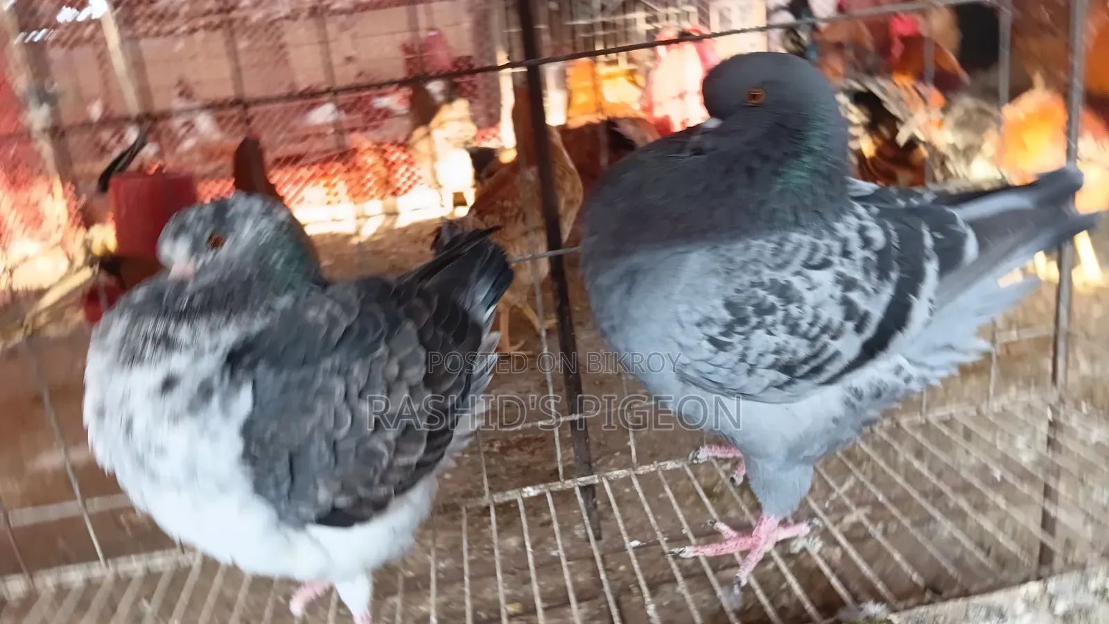 Show King Running Pair