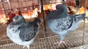 Show King Running Pair