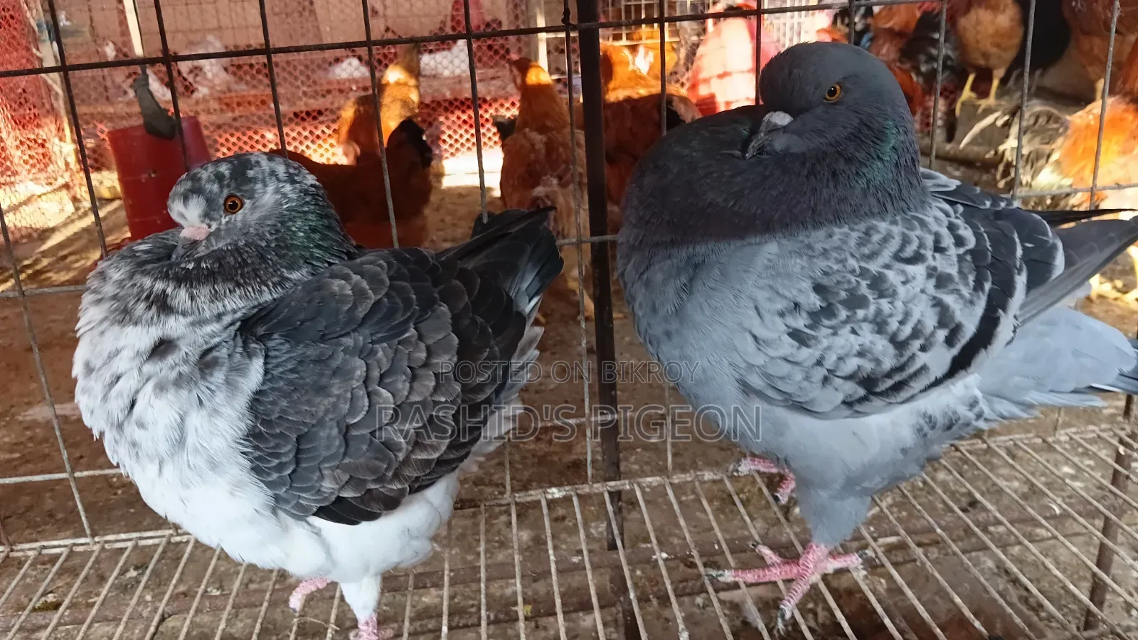 Show King Running Pair