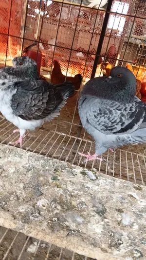Show King Running Pair