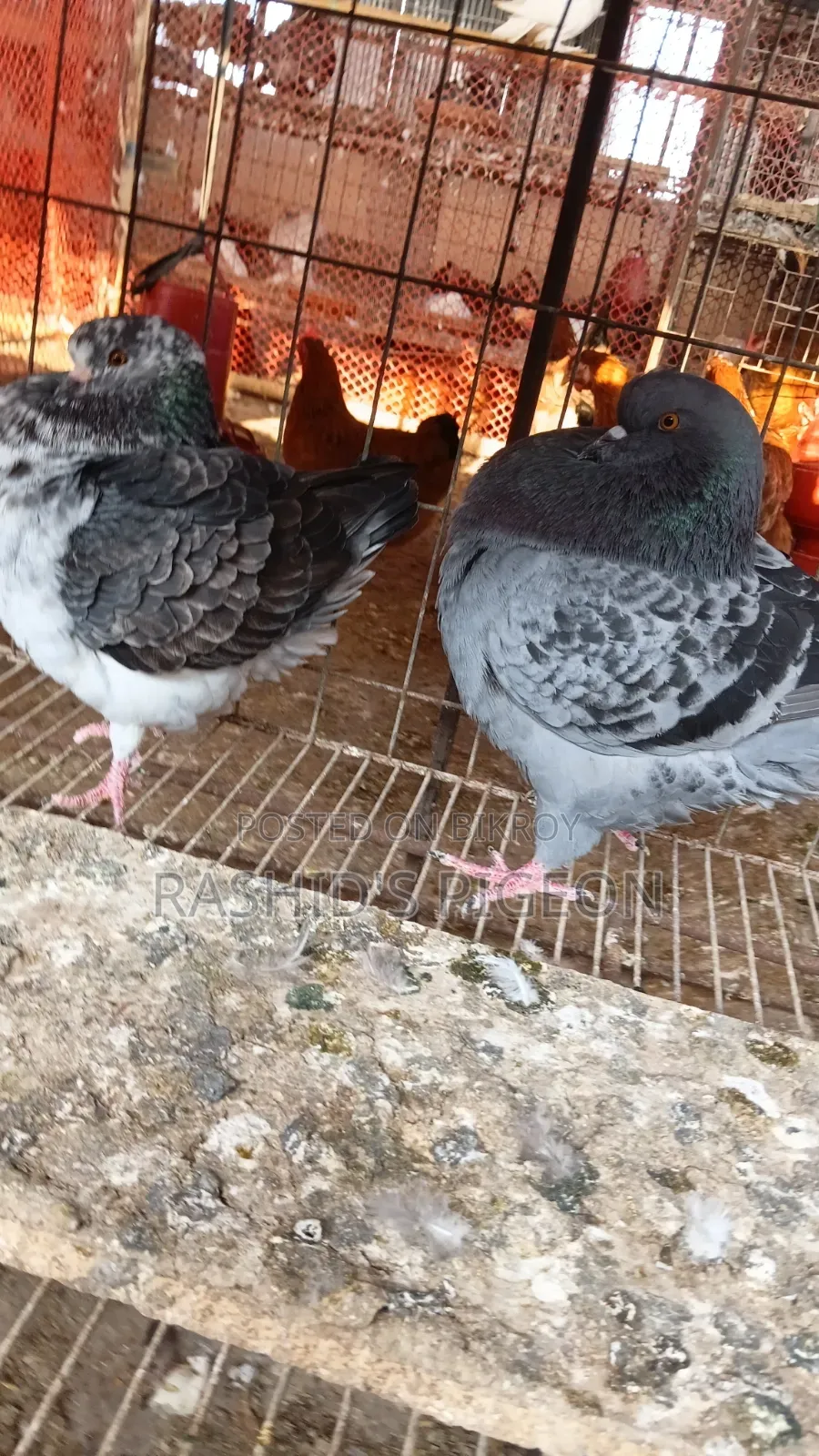 Show King Running Pair