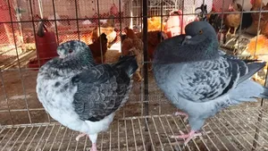 Show King Running Pair