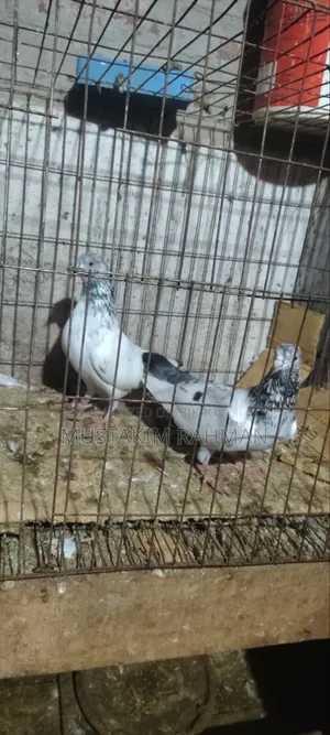 Pakistani Golden Pigeon for Sale