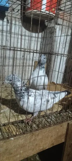 Pakistani Golden Pigeon for Sale