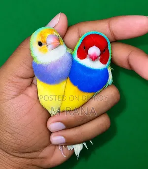 রেড হেড পার্পল ব্রেস্ট গোল্ডিয়ান