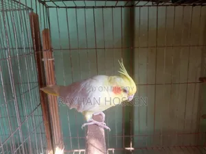 Cockatiel Bird