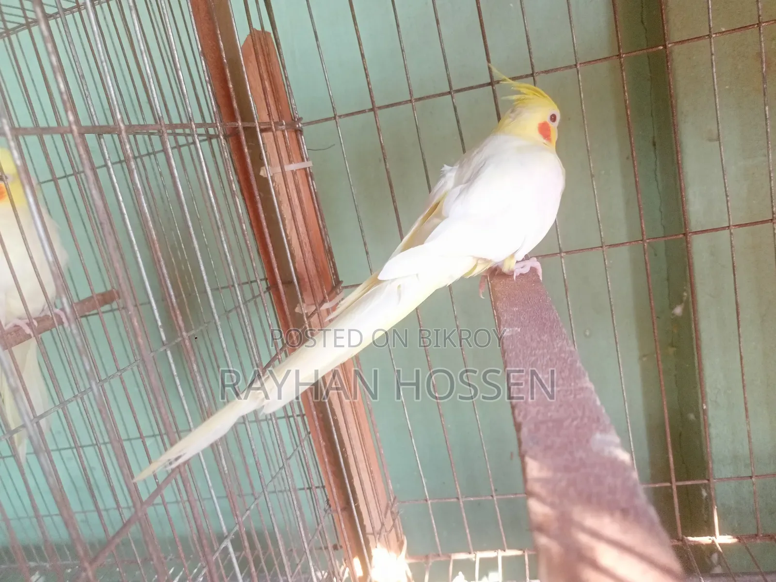 Cockatiel Bird