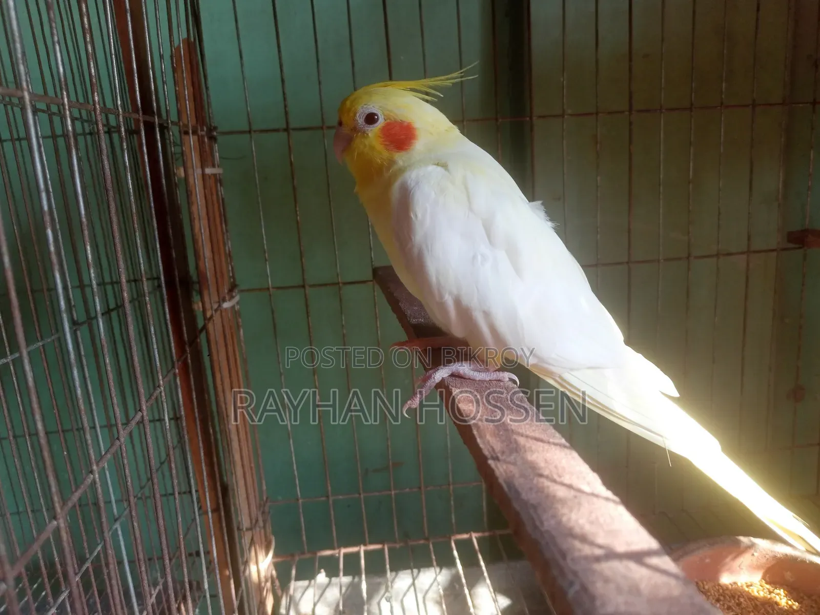 Cockatiel Bird