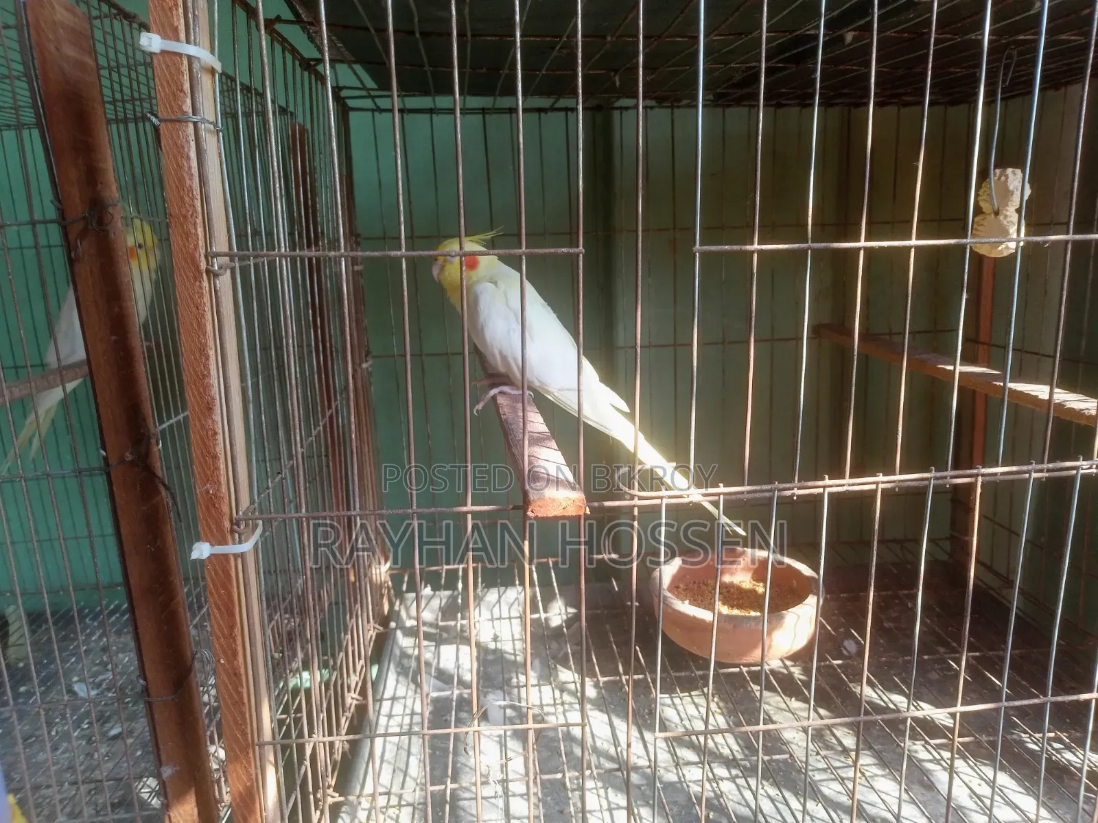 Cockatiel Bird