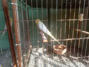 Cockatiel Bird