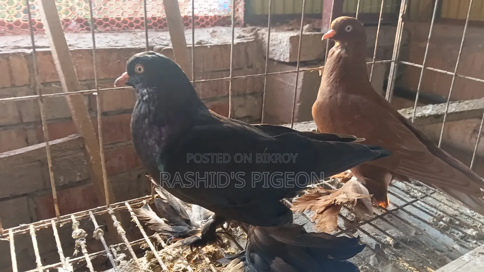 Tumbler Pigeon