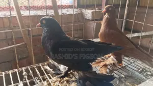 Tumbler Pigeon