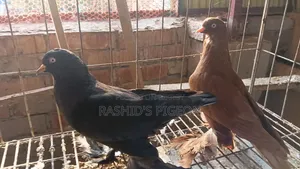 Tumbler Pigeon