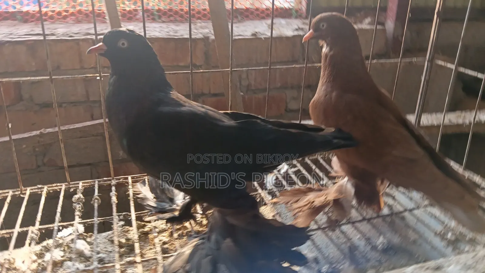 Tumbler Pigeon