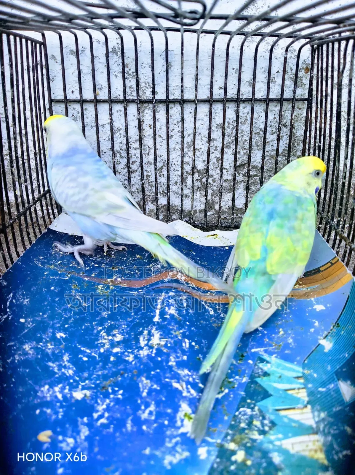 A pair of breeding Rainbow Budgerigar birds for sale