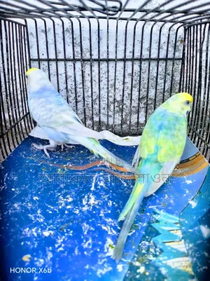 A pair of breeding Rainbow Budgerigar birds for sale
