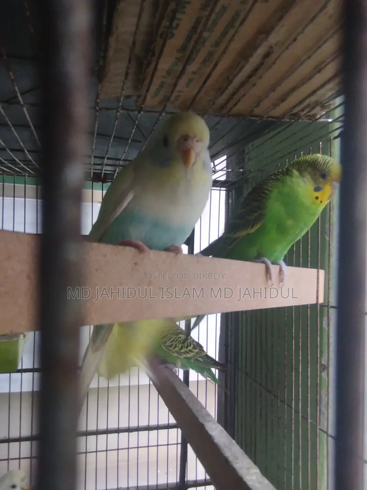 Two Pairs of Cute Budgies for Sale