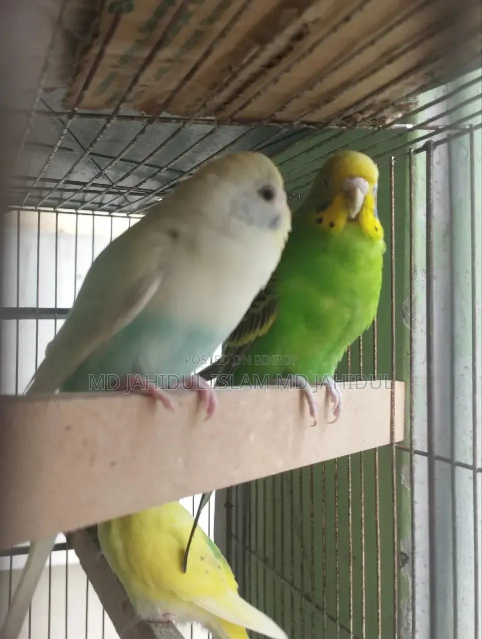 Two Pairs of Cute Budgies for Sale