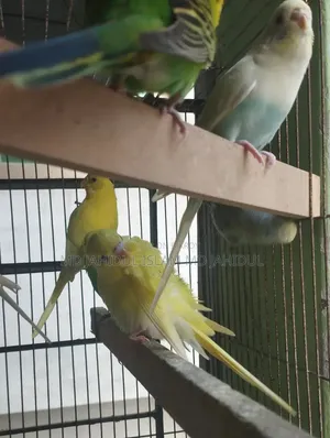 Two Pairs of Cute Budgies for Sale