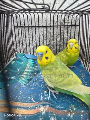 A pair of Rainbow Mauve Budgerigar birds for sale.