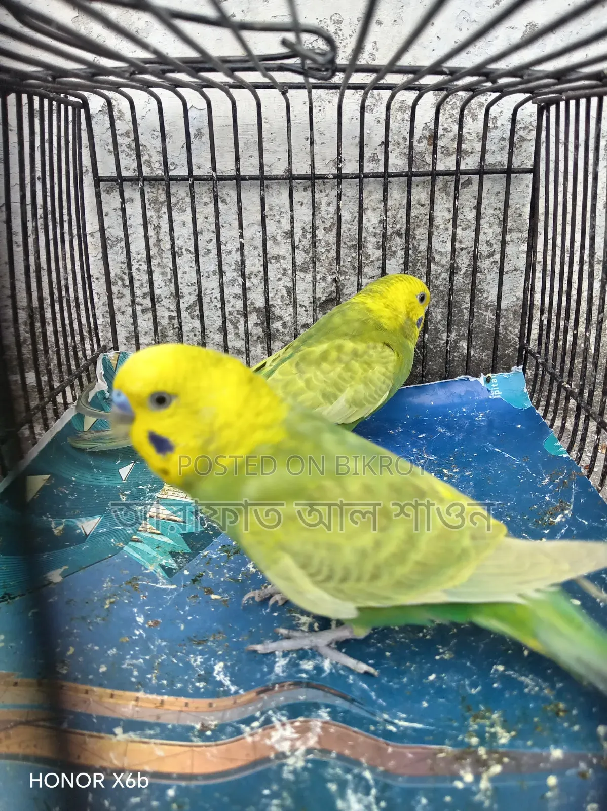 A pair of Rainbow Mauve Budgerigar birds for sale.