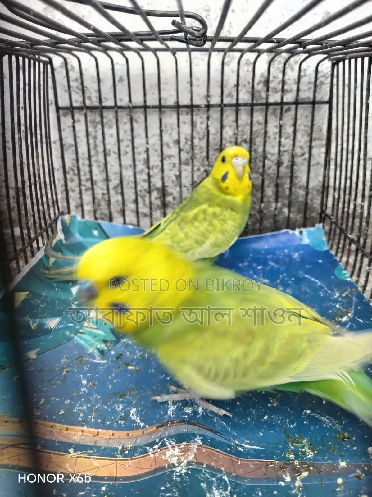 A pair of Rainbow Mauve Budgerigar birds for sale.