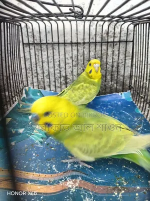 A pair of Rainbow Mauve Budgerigar birds for sale.