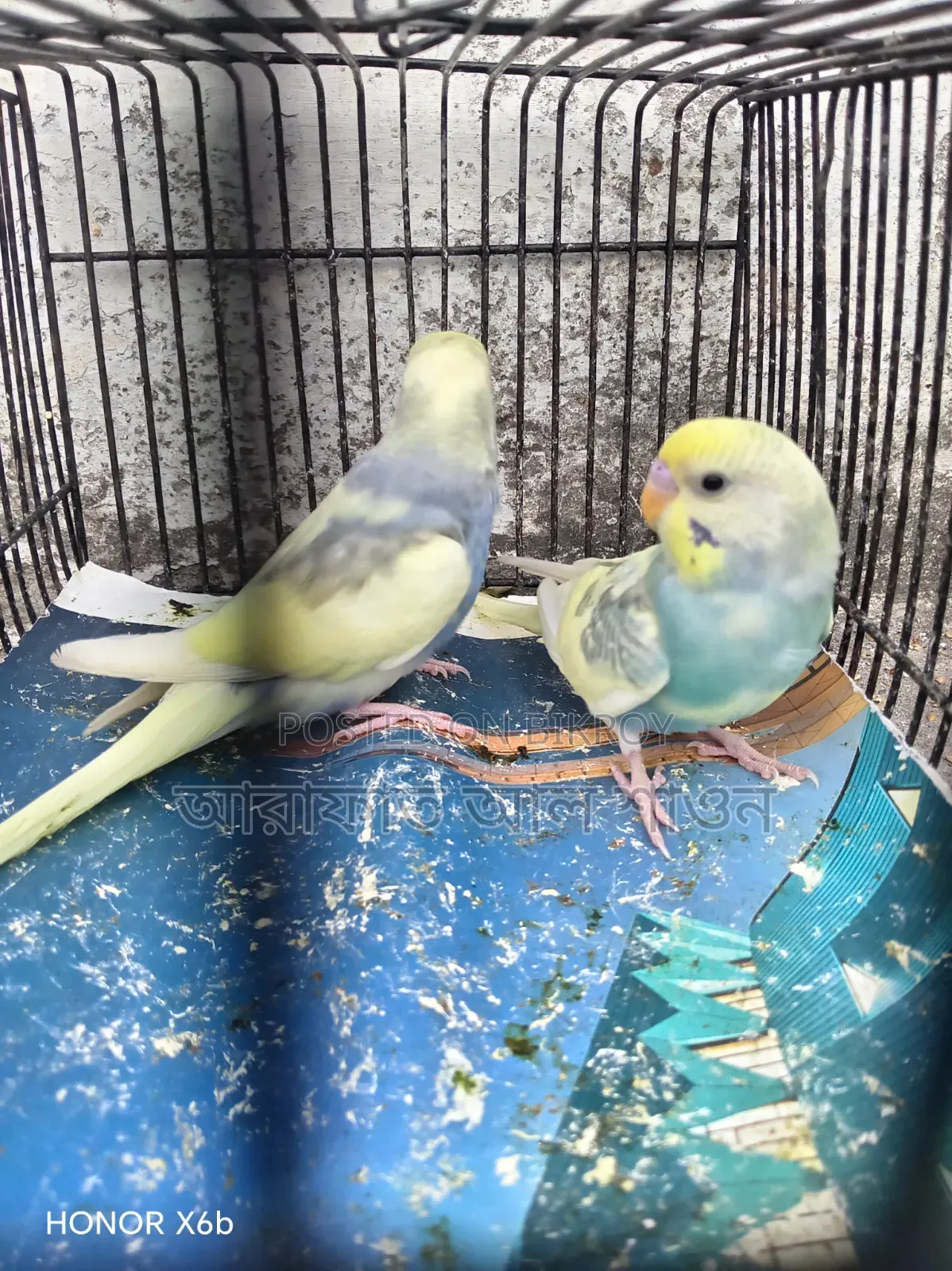 Four pieces of pied semi adult budgie birds for sale.