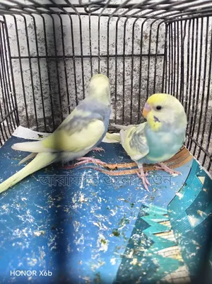 Four pieces of pied semi adult budgie birds for sale.