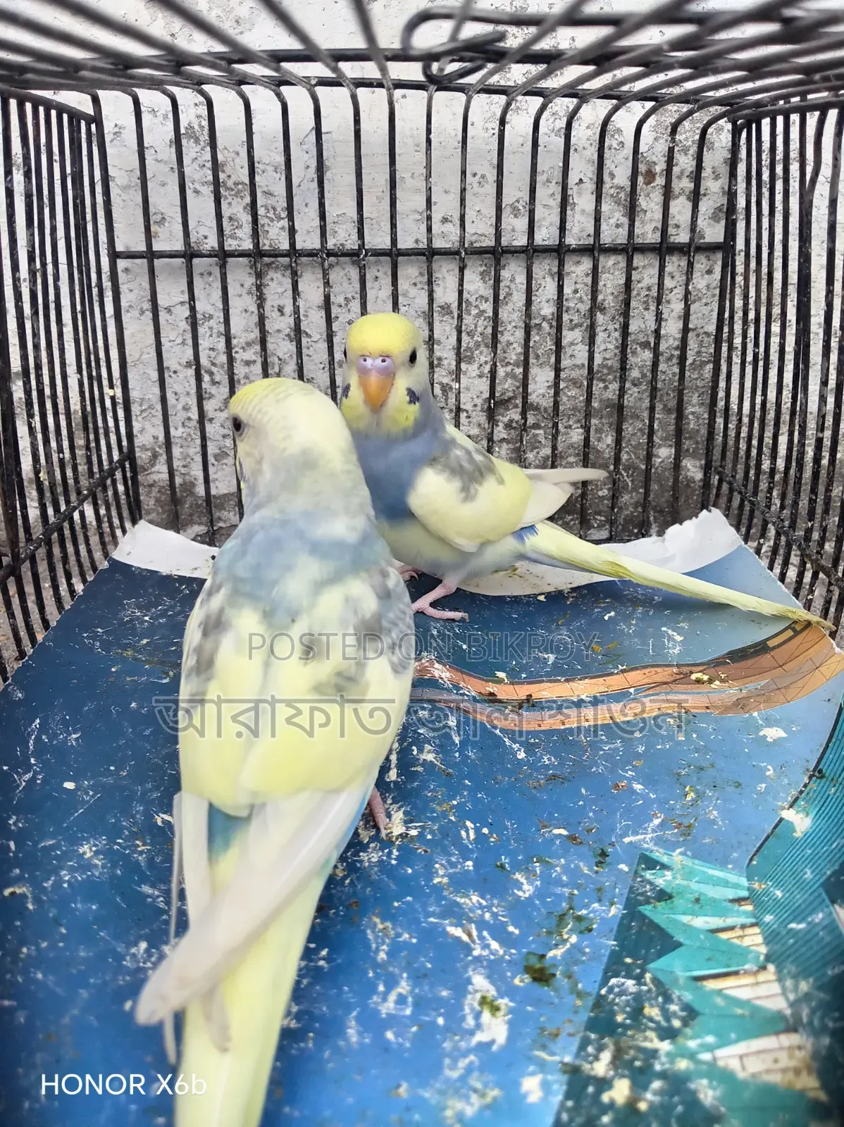 Four pieces of pied semi adult budgie birds for sale.