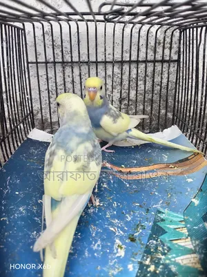 Four pieces of pied semi adult budgie birds for sale.