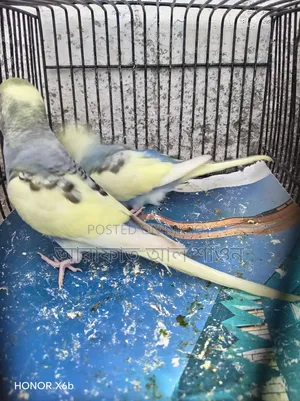 Four pieces of pied semi adult budgie birds for sale.