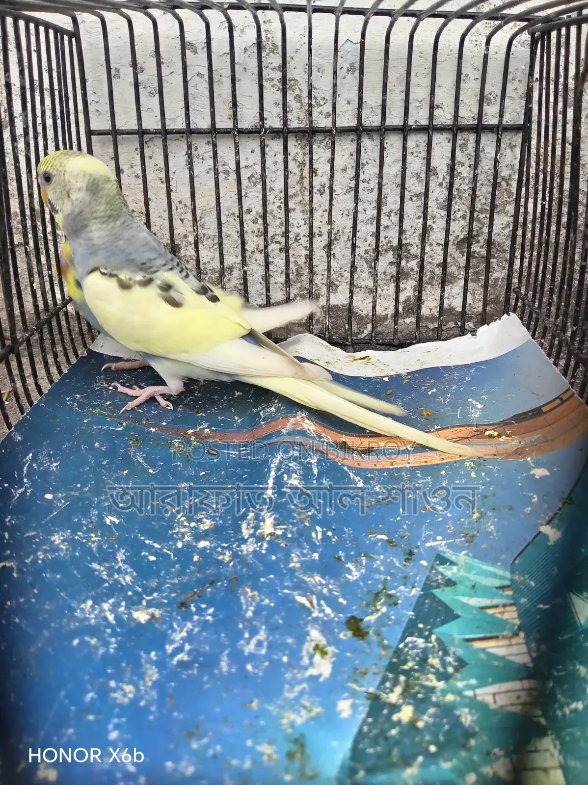 Four pieces of pied semi adult budgie birds for sale.